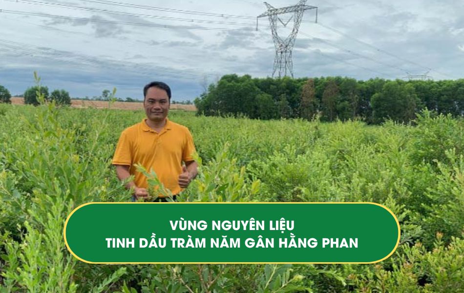 Vùng nguyên liệu tinh dầu tràm 5 gân Hằng Phan