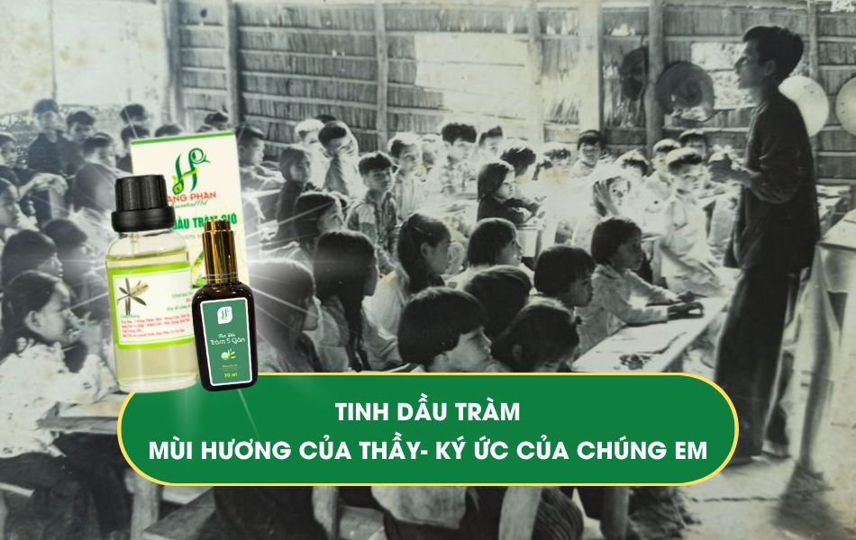 Tinh dầu Tràm - mùi hương của thầy giáo