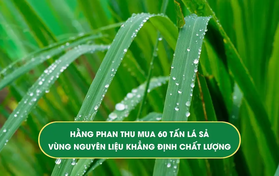 hang-phan-thu-mua-60-tan-la-sa-vung-nguyen-lieu-khang-dinh-chat-luong Tinh dầu Hằng Phan thu mua 60 tấn lá sả - vùng nguyên liệu khẳng định chất lượng