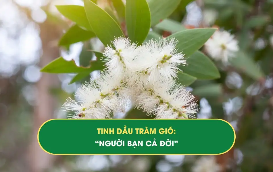 Tinh dầu tràm gió: Người bạn cả đời