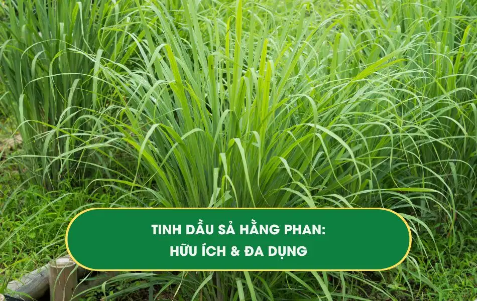 Tinh dầu Sả: Đa dụng và hữu ích
