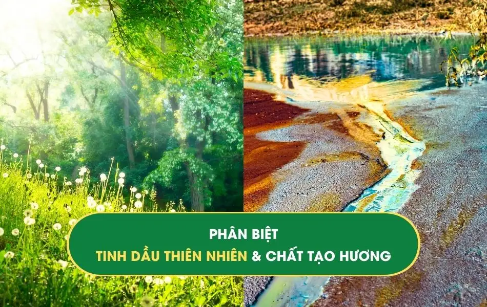 phan-biet-tinh-dau-thien-nhien-va-chat-tao-huong Phân biệt Tinh dầu thiên nhiên và chất tạo hương