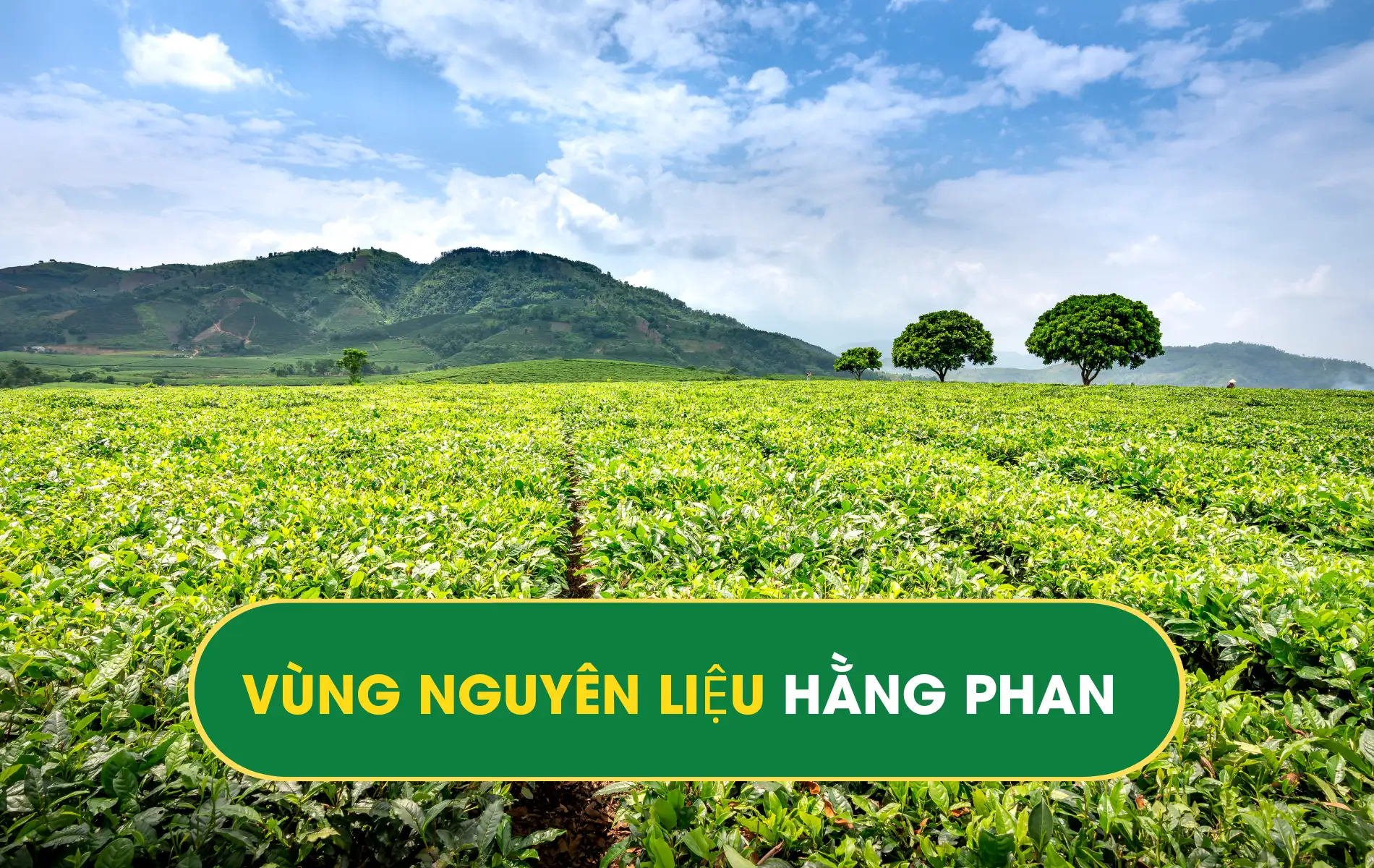 VÙNG NGUYÊN LIỆU HẰNG PHAN
