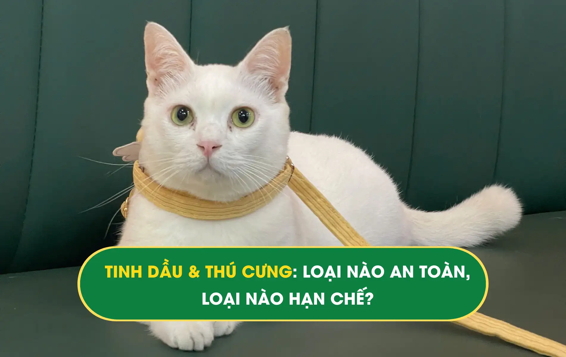 tinh dầu thú cưng