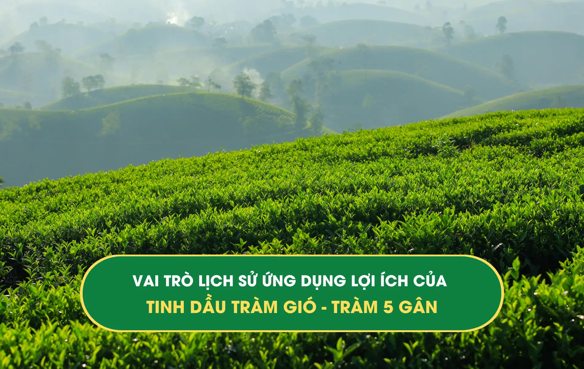 tinh dầu tràm tinh dầu tràm