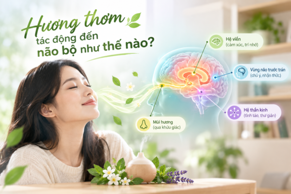 Cơ chế của tinh dầu giúp con người tập trung hơn? 2 Hương thơm có thể tác động đến não bộ, tạo cảm giác thư thái, giúp ta dễ dàng tập trung hơn
